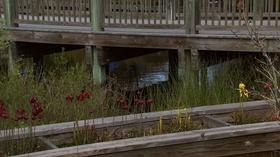 Video thumbnail: Almanac Gardener Master Gardener Rain Garden