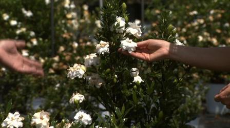 Video thumbnail: Almanac Gardener Growing Cold Hardy Gardenias