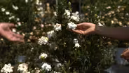 Growing Cold Hardy Gardenias