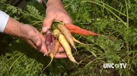 Video thumbnail: Almanac Gardener Growing Spring Carrots Now