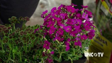 Video thumbnail: Almanac Gardener Deciding on Ground Cover Plants