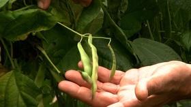 Video thumbnail: Almanac Gardener Growing Pole Beans
