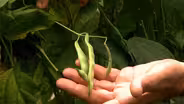 Growing Pole Beans