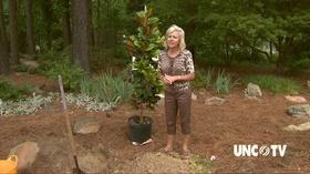 Video thumbnail: Almanac Gardener Arbor Day Tree Planting 2