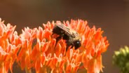Pollinator Paradise Garden