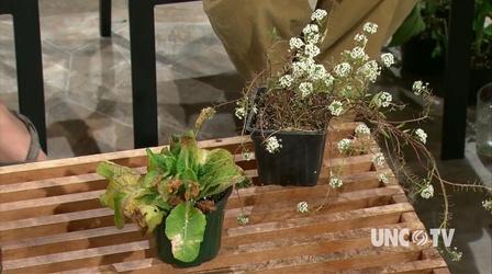 Video thumbnail: Almanac Gardener Finding Geat Bargain Plants