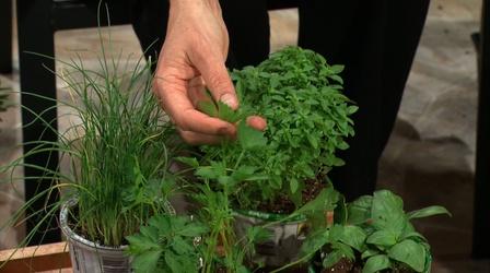Video thumbnail: Almanac Gardener Creating an Edible Landscape