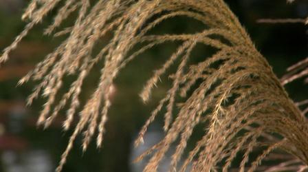 Video thumbnail: Almanac Gardener Duke's Ornamental Grasses