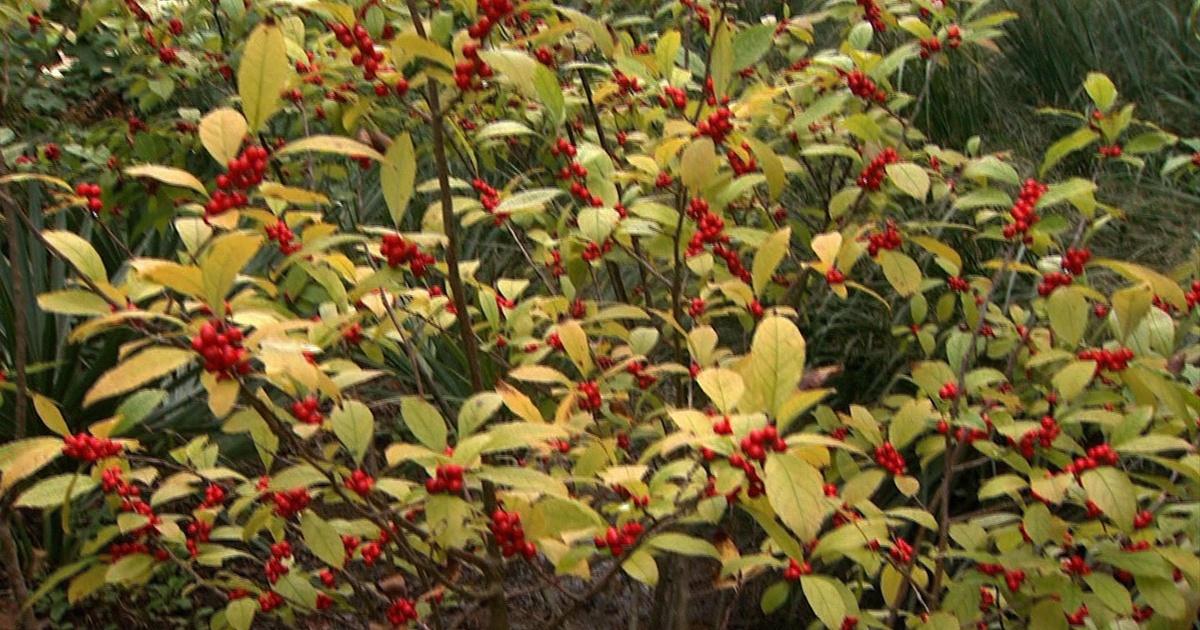 Almanac Gardener | Creating Green Landscape Texture, Plants that Don’t ...