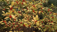 Creating Green Landscape Texture, Plants that Don’t Bloom