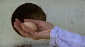 Video thumbnail: Almanac Gardener Home Food Production System-Harkers Island