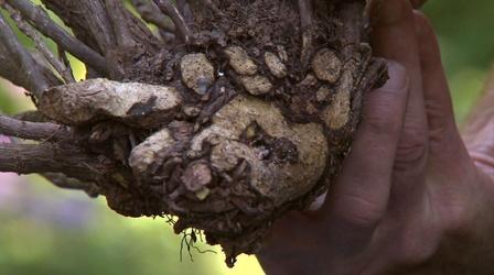 Video thumbnail: Almanac Gardener Controlling Voles in Your Landscape