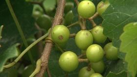 Video thumbnail: Almanac Gardener Adams Pick Your Own Vineyard