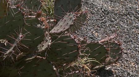 Video thumbnail: Almanac Gardener Growing Hot Weather Plants A