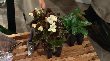 Video thumbnail: Almanac Gardener Getting the Best Blooms from your Amaryllis