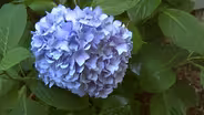 Deer Resistant Plants I