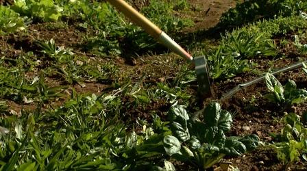 Video thumbnail: Almanac Gardener Well Fed Community Garden