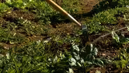 Well Fed Community Garden