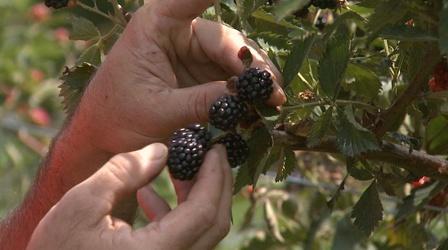 Video thumbnail: Almanac Gardener Growing Blackberries
