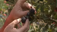 Growing Blackberries