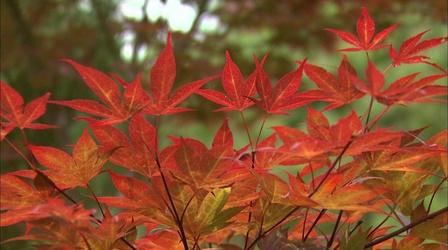 Video thumbnail: Almanac Gardener Ash’s Japanese Maple Nursery