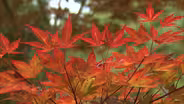 Ash’s Japanese Maple Nursery