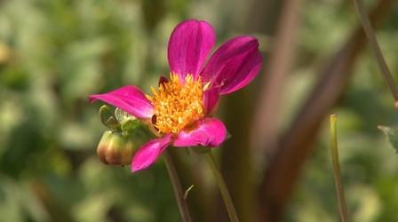 Video thumbnail: Almanac Gardener Special Summer Plants