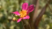 Special Summer Plants