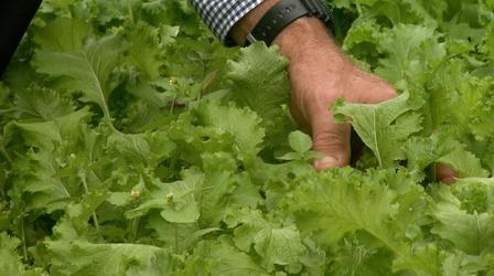 Video thumbnail: Almanac Gardener Growing Mustard Greens