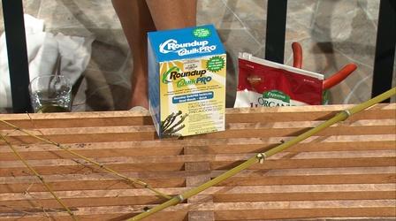 Video thumbnail: Almanac Gardener Controlling Bamboo