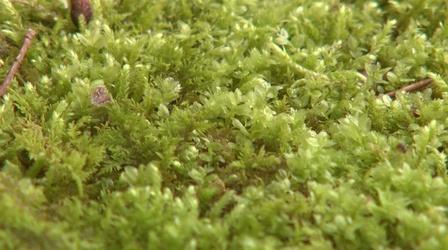 Video thumbnail: Almanac Gardener Moss Gardening