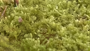 Moss Gardening