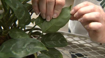 Video thumbnail: Almanac Gardener Troubleshooting Houseplant Problems