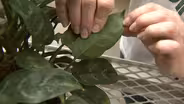 Troubleshooting Houseplant Problems