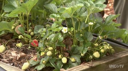 Video thumbnail: Almanac Gardener A Stacking Strawberry Bed