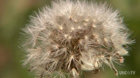 Video thumbnail: Almanac Gardener Growing Medicinal Herbs