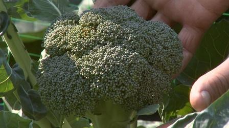 Video thumbnail: Almanac Gardener Broccoli & Cabbage in the Fall Garden