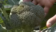 Broccoli & Cabbage in the Fall Garden