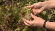 Vegetable Gardening