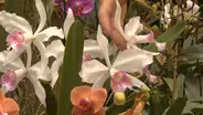 Caring for Orchids