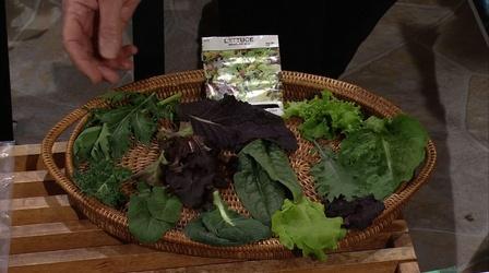 Video thumbnail: Almanac Gardener Selecting Salad from a Mesclun Mix