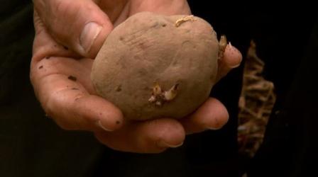 Video thumbnail: Almanac Gardener Growing Spring Potatoes