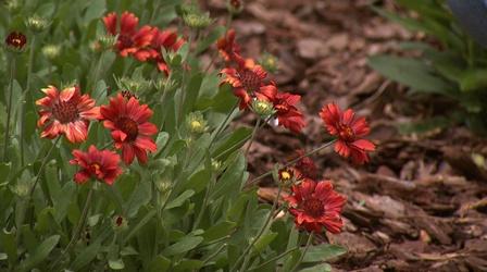 Video thumbnail: Almanac Gardener Well Mannered Pollinator Garden