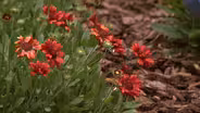 Well Mannered Pollinator Garden