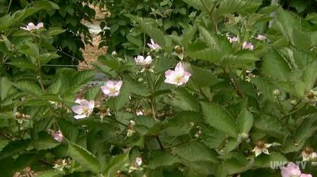 Video thumbnail: Almanac Gardener Growing New Blackberries in NC