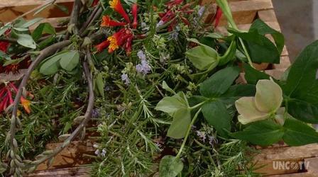 Video thumbnail: Almanac Gardener The Blooming of Rare Plants
