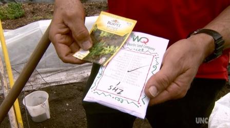 Video thumbnail: Almanac Gardener Growing Spring Greens