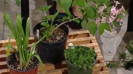Video thumbnail: Almanac Gardener Showing Passalong Plants