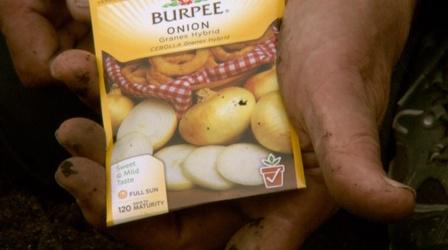 Video thumbnail: Almanac Gardener Growing Spring Onion