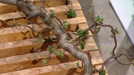 Video thumbnail: Almanac Gardener Filbert Trees are good for Hedges